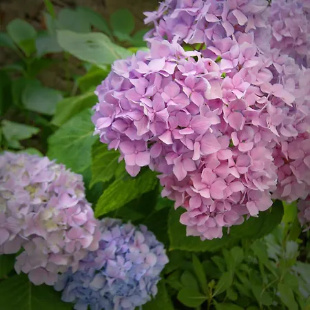 L'isola Di Bar 公寓 *